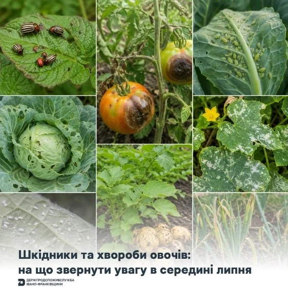 Середина липня – час уважно оглянути картоплю, томати та овочеві культури