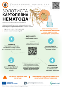 Золотиста картопляна нематода: прихована загроза для врожаю картоплі