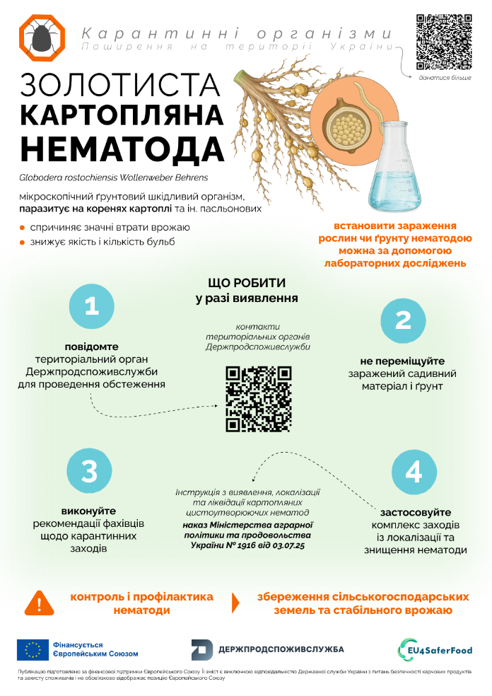 Золотиста картопляна нематода: прихована загроза для врожаю картоплі